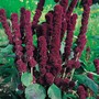 Amaranthus caudatus 'Fat Spike' - Seeds