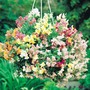 Antirrhinum pendula multiflora 'Chinese Lanterns' F1 Hybrid - Seeds