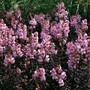 Antirrhinum majus 'Bronze Dragon' - Seeds