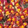 Antirrhinum majus nanum 'Rembrandt' - Seeds