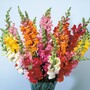 Antirrhinum 'Axiom Series Mixed' F1 Hybrid - Seeds