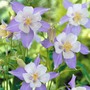 Aquilegia caerulea - Seeds