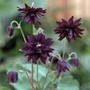 Aquilegia vulgaris 'Miss M.I. Huish' - Seeds