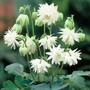 Aquilegia x hybrida 'Green Apples' - Seeds