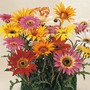 Arctotis 'T&M Hybrids'