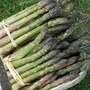 Asparagus officinalis 'Mary Washington' - Seeds