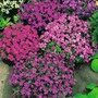 Aubrieta 'T&M Mixed Hybrids'
