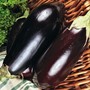 Aubergine 'Black Enorma' F1 Hybrid