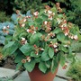 Runner Bean 'Hestia' (Dwarf) - Seeds