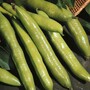 Broad Bean 'Aquadulce Claudia' - Seeds