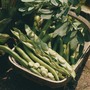 Broad Bean 'Bunyard's Exhibition' - Seeds