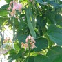 Runner Bean 'Celebration' - Seeds