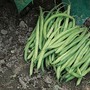 Dwarf Bean 'Nomad' - Seeds