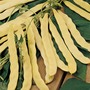 Climbing Bean 'Goldfield' - Seeds