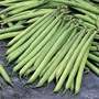 Dwarf Bean 'Opera' - Seeds