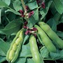 Broad Bean 'Crimson Flowered' - Seeds