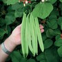 Runner Bean 'St George' - Seeds