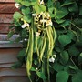 Runner Bean 'Desiree' - Seeds