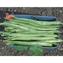 Runner Bean 'Polestar' - Seeds