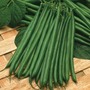 Dwarf Bean 'Boston' - Start-A-Garden? Seed Range