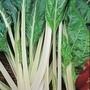 Swiss Chard 'Lucullus' - Seeds