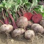 Beetroot 'Kahira' (Egyptian Flat Rooted) - Heritage