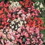 Begonia semperflorens 'Options Mixed' - Seeds