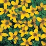 Bidens ferulifolia 'Golden Eye' - Seeds