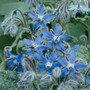 Borage - Seeds