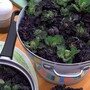 Kalettes® Garden Mix F1 - Seeds