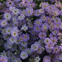 Brachycome iberidifolia 'Little Missy' - Seeds