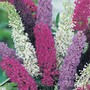 Buddleja davidii (Mixed) - Seeds