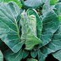 Cabbage 'Greyhound' (Summer/Autumn) - Seeds