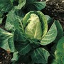 Cabbage 'April' (Spring) - Seeds