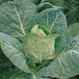 Cabbage 'Durham Early' (Spring) - Seeds