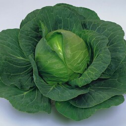 Cabbage 'Elisa' F1 Hybrid (Summer) - Seeds