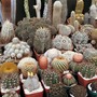 Cactus 'Special Mix' - Seeds