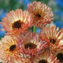 Calendula officinalis 'Sherbet Fizz' - Seeds