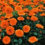 Calendula officinalis 'Candyman Orange' - Seeds