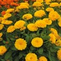 Calendula officinalis nana 'Candyman Yellow' - Seeds