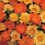 Calendula officinalis nana 'Citrus Cocktail' - Seeds