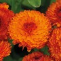 Calendula officinalis 'Neon' - Seeds