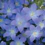 Campanula ramosissima 'Meteora'