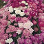 Candytuft 'Dwarf Fairyland Mixed' - Seeds