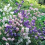 Campanula medium (Mixed) - Seeds