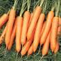 Carrot 'Nigel' F1 Hybrid - Seeds
