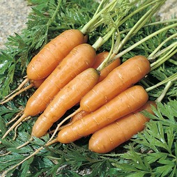 Carrot 'Adelaide' F1 Hybrid - Seeds