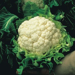Cauliflower 'Walcheren Winter Pilgrim' (Spring) - Seeds