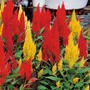 Celosia argentea var. cristata 'Century Mixed' - Seeds