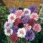 Cornflower 'Polka Dot Mixed' - Seeds